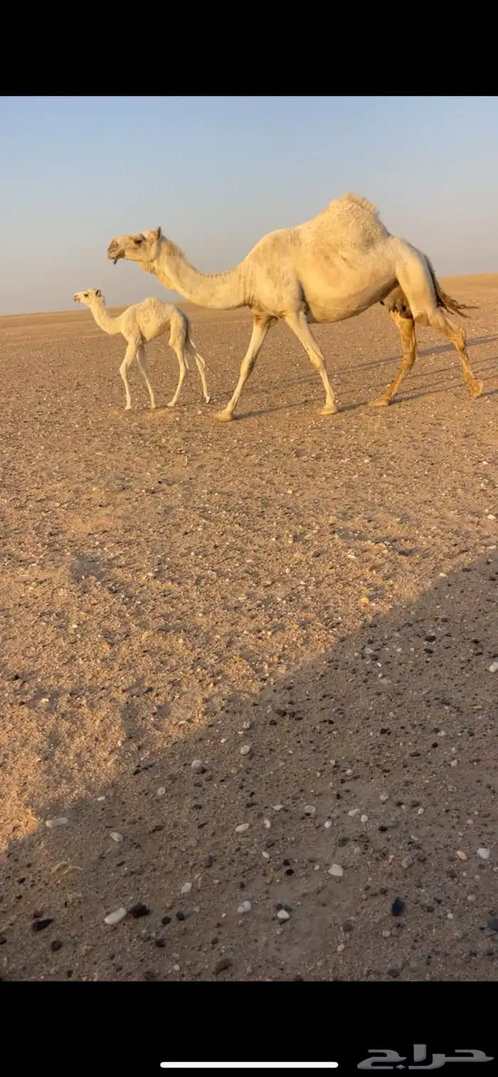 خلفه وضحاء 0