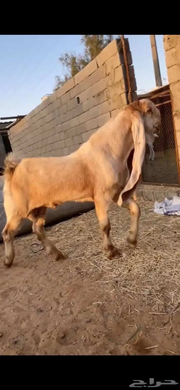 للبيع تيس هولندي جذع. تم البيع 2