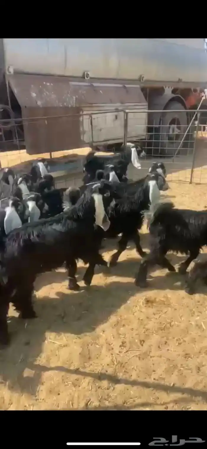 البيع جفار 1