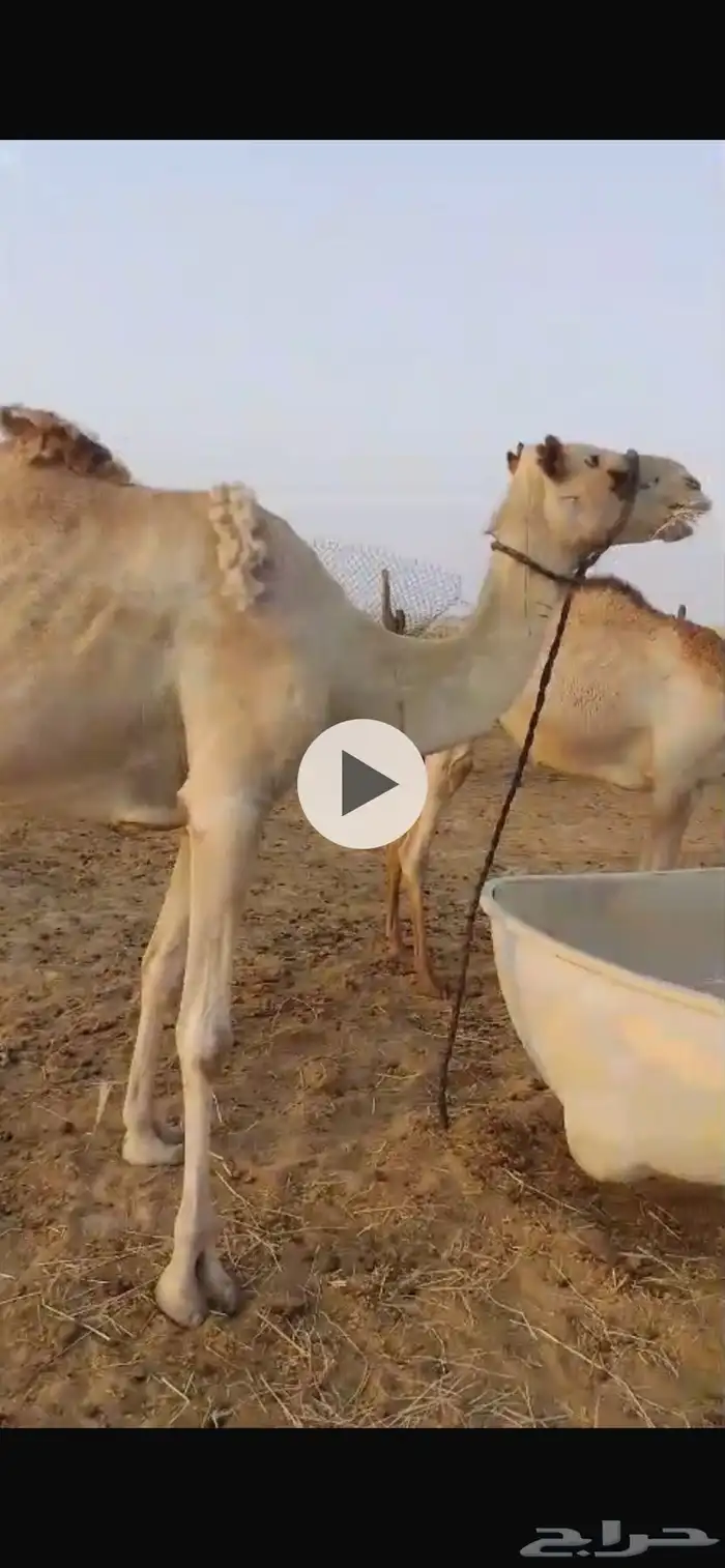 ناقه سودنيه ام خامس تحتها بكرا حقه على سوداني والقحه على 0