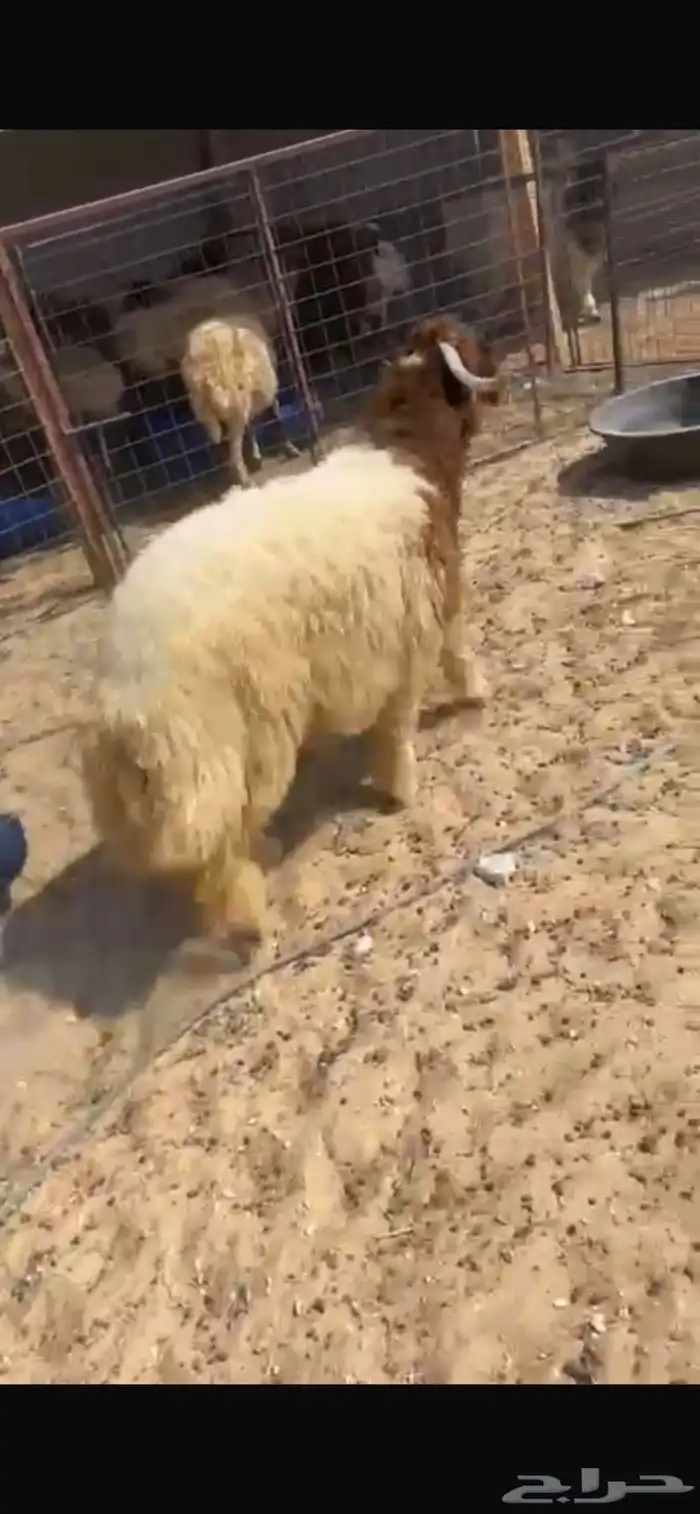 ذبايح 2