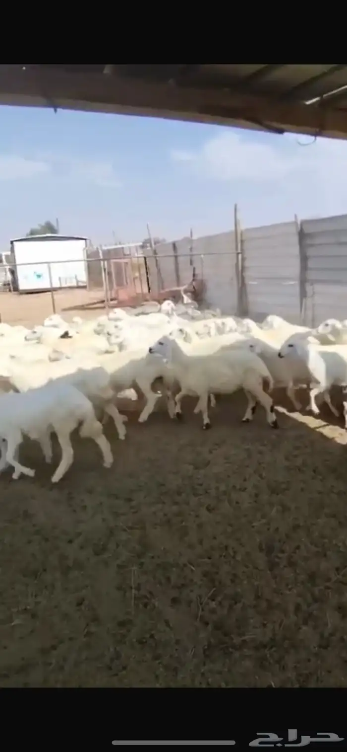 للبيع بهم العدد 55 0