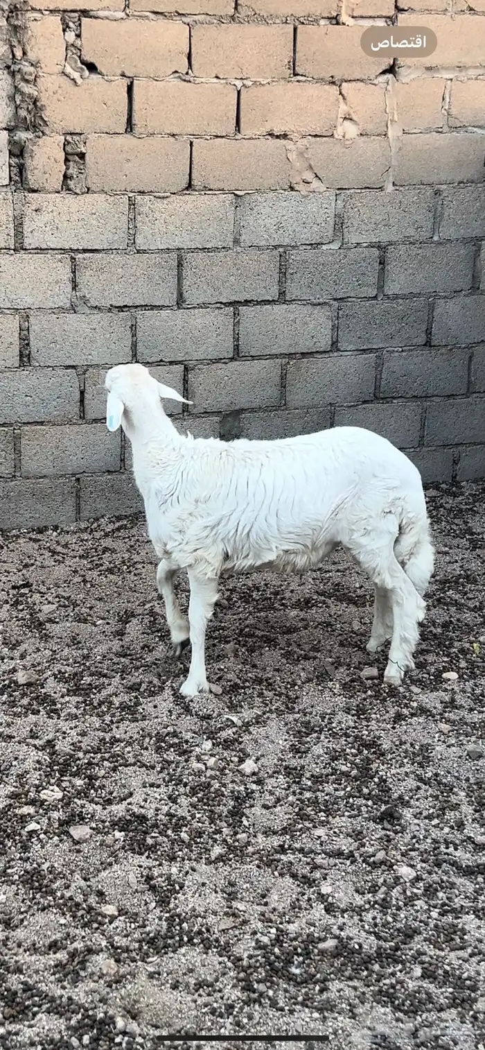 طلي عمره تقريبا 5 شهور ونص. 0