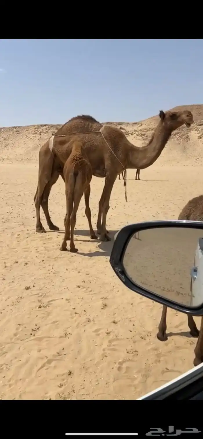 عشرى شعلا طيبه 1