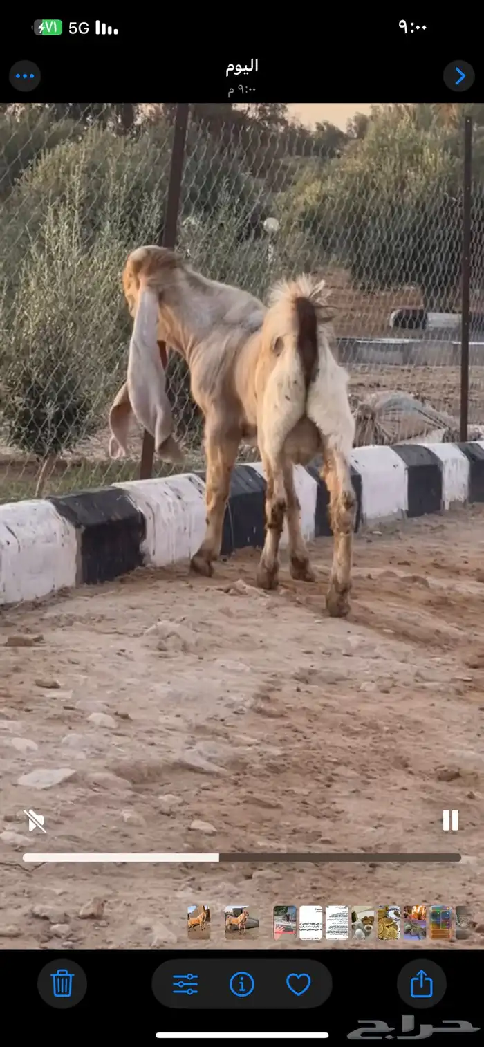 للبيع تيس هولندي جذع. تم البيع 1