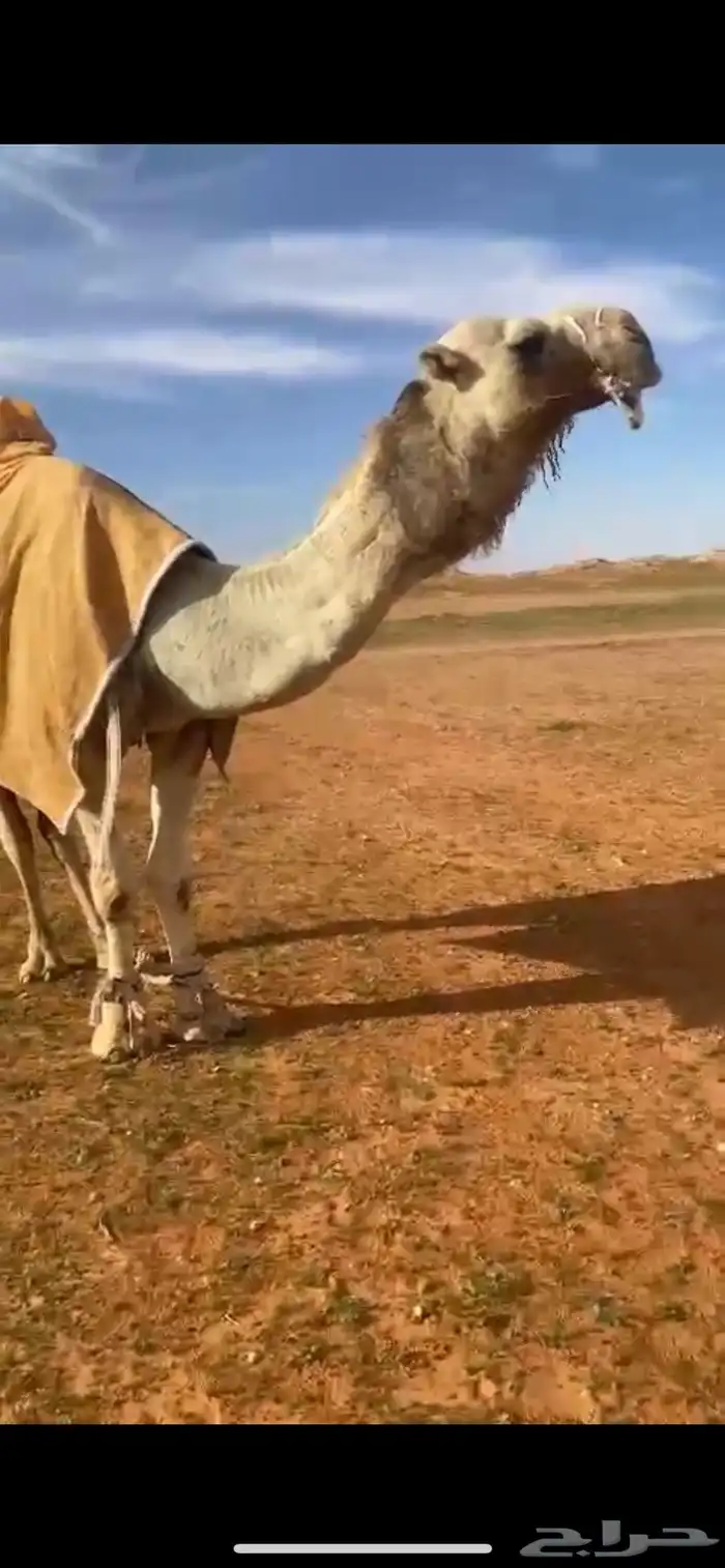 للبيع البعير 0
