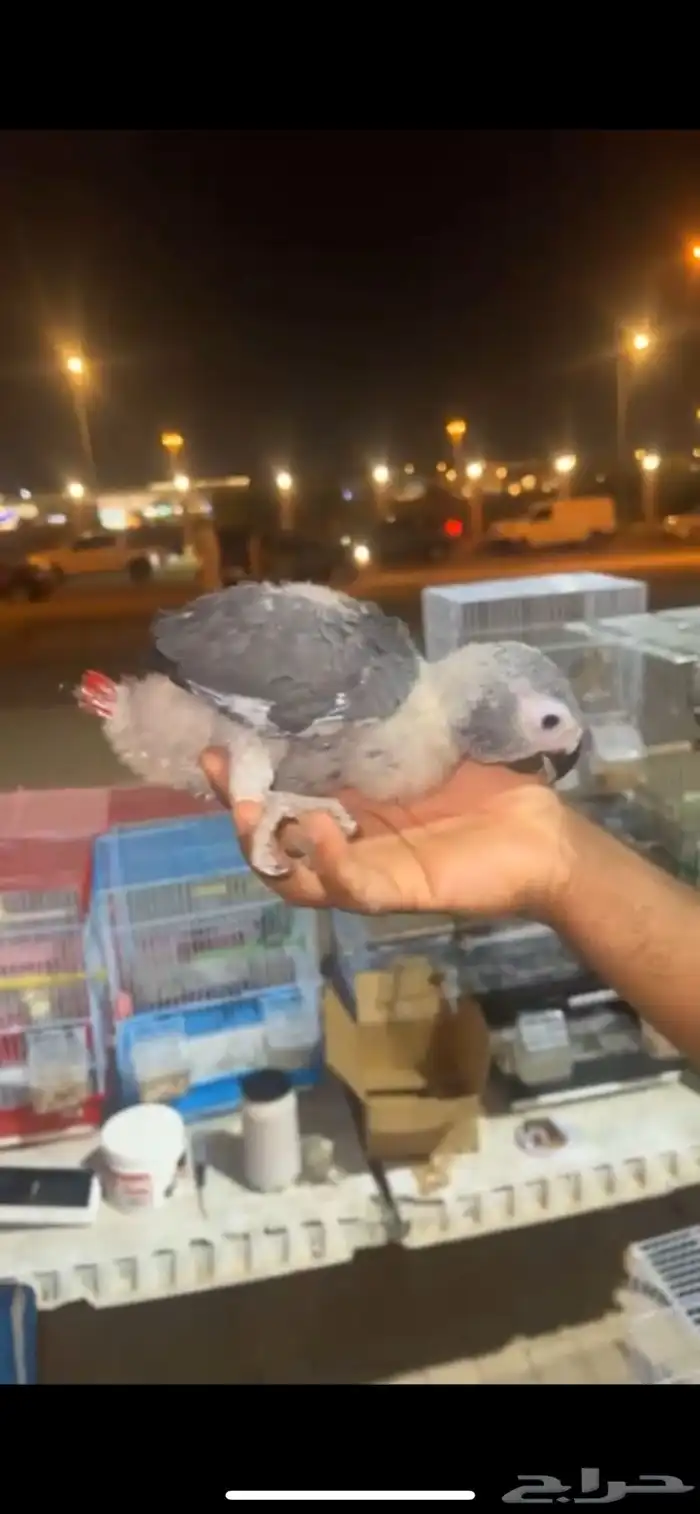 فروخ كاسكو سوبر محلي 5