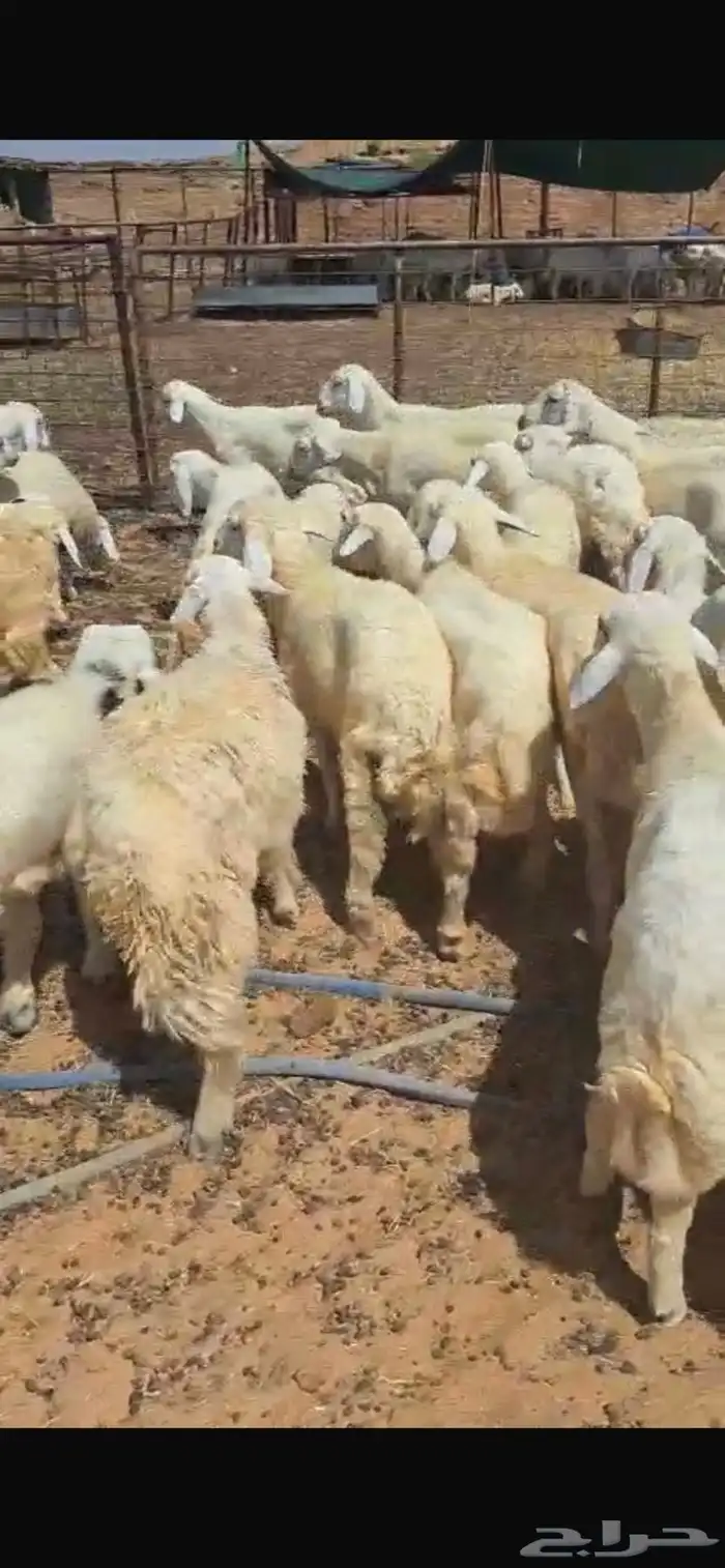 بهم حري 38 خروف 0