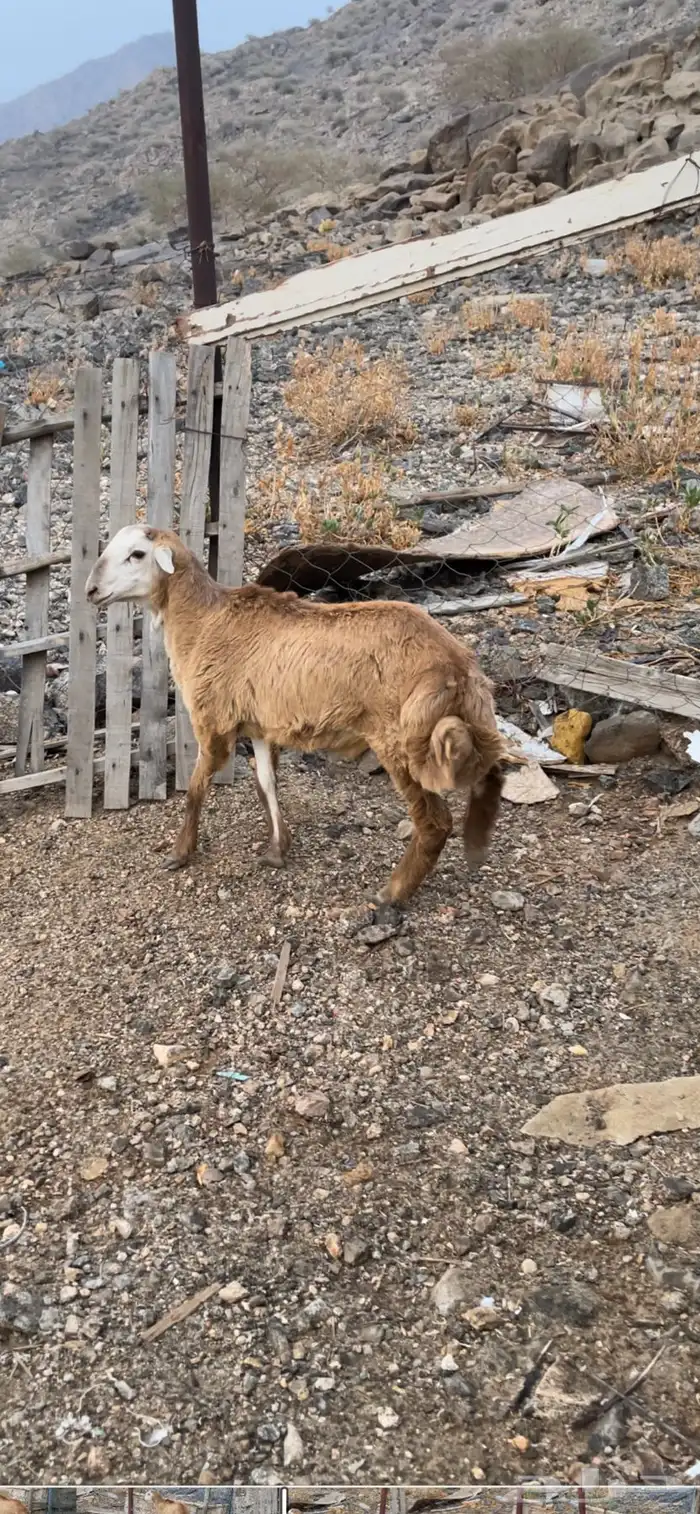 طلي مقفل شحم عمره 4 شهور ونص 1