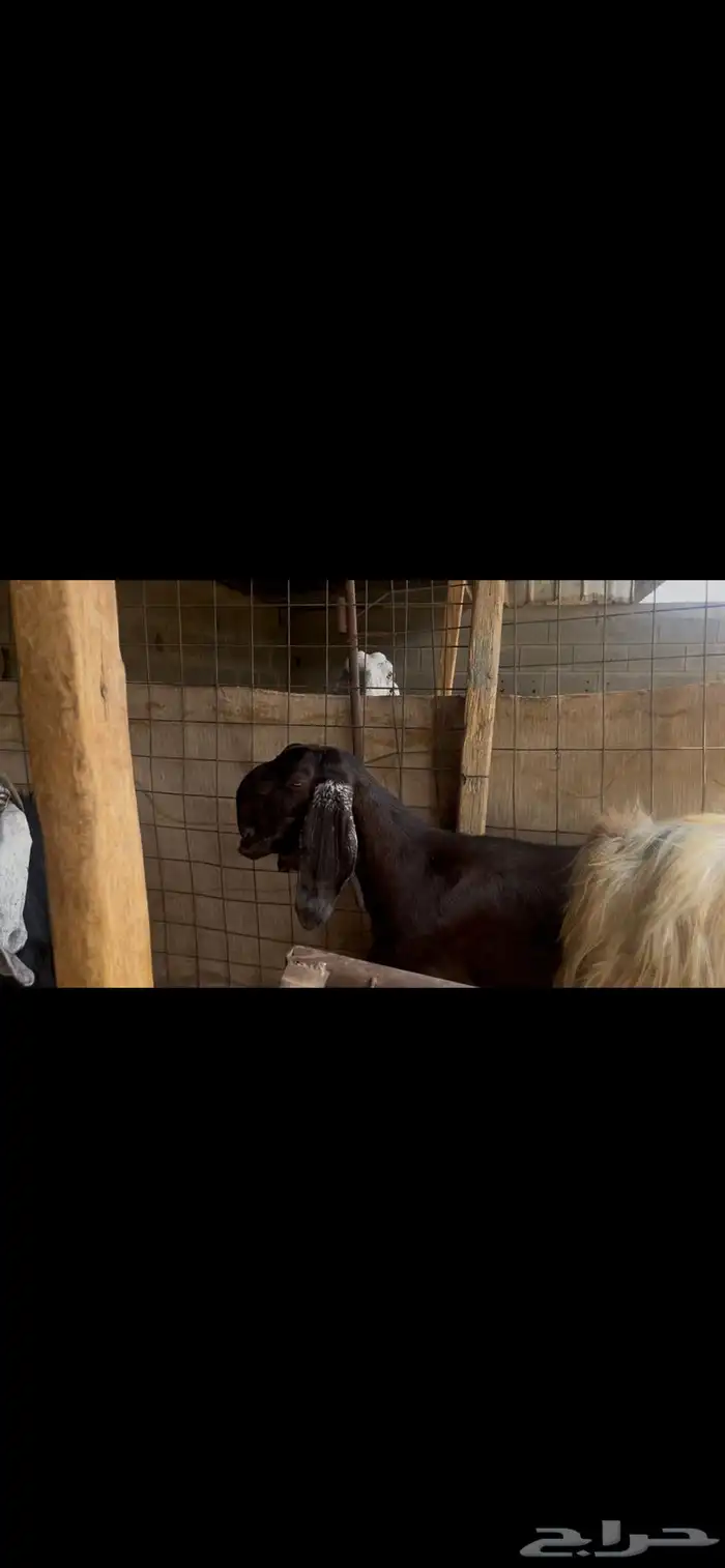عنز شاميه للبيع..تم البيع 1