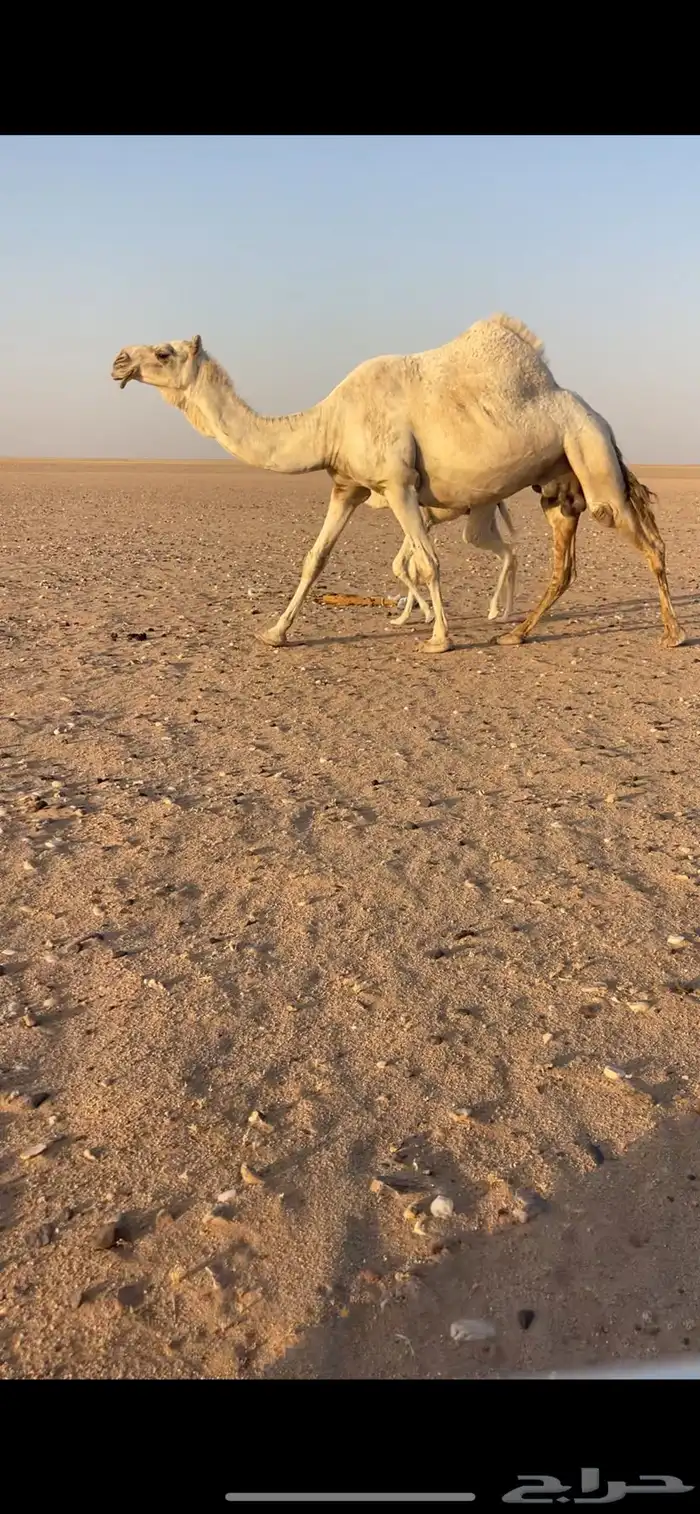 خلفه وضحاء 2