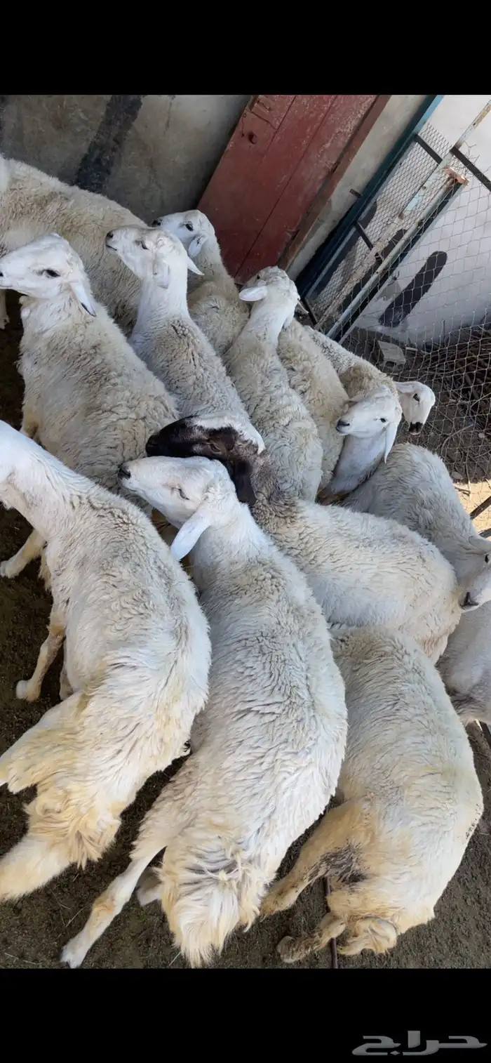 خرفان جمله وتجزئه 2