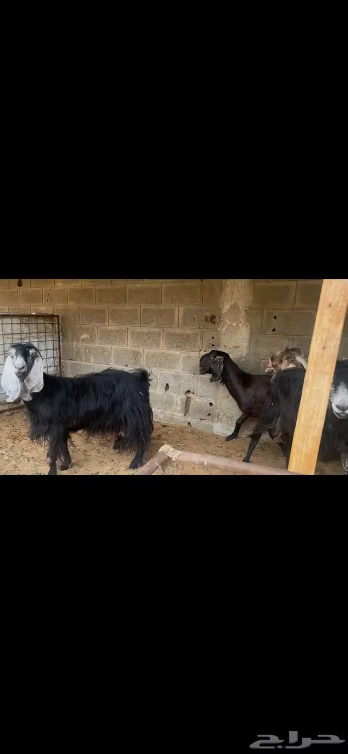 عنز شاميه للبيع..تم البيع 6