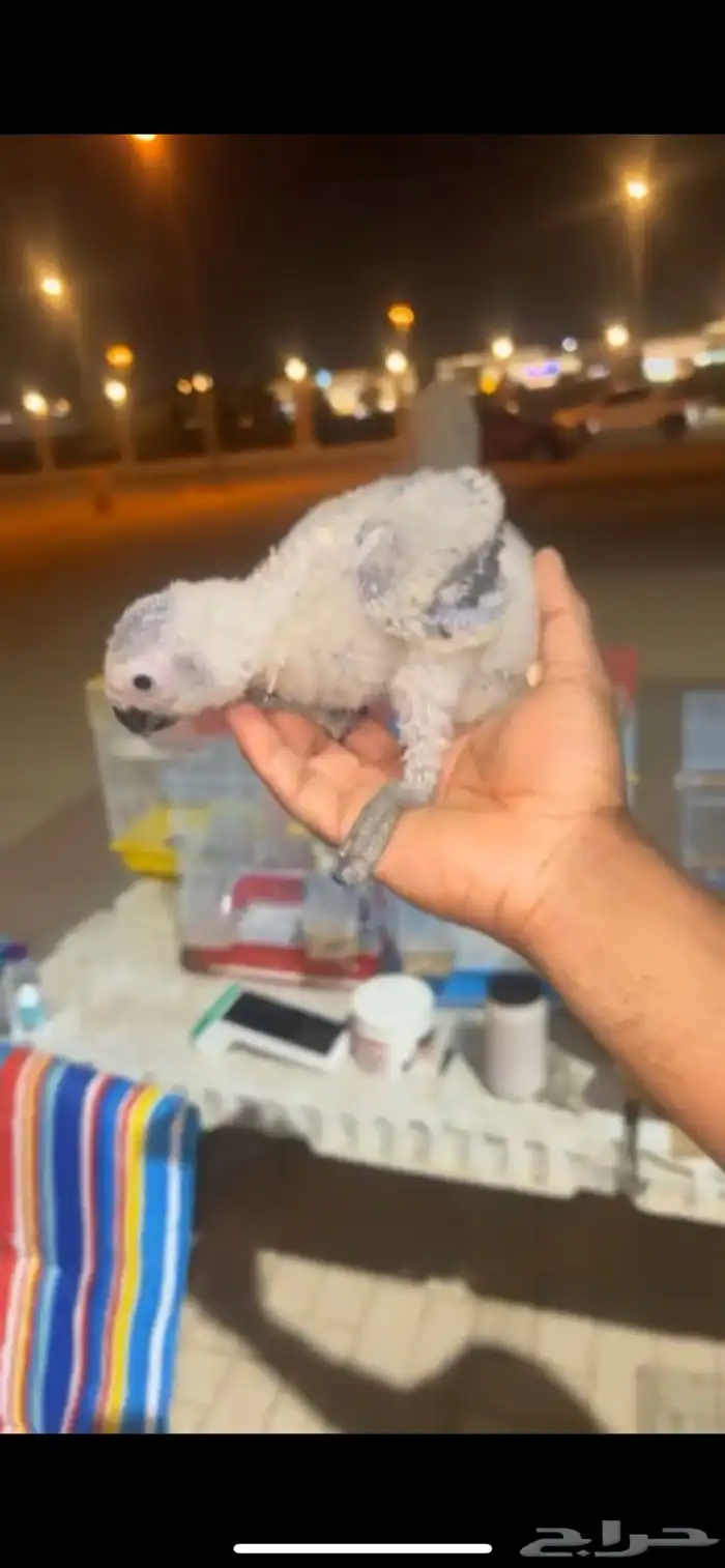 فروخ كاسكو سوبر محلي 6