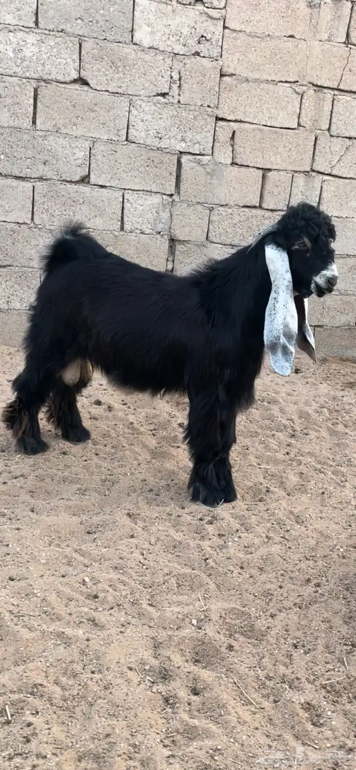 للبيع جذعان معرفه الاعمار من خمس لست شهور 0
