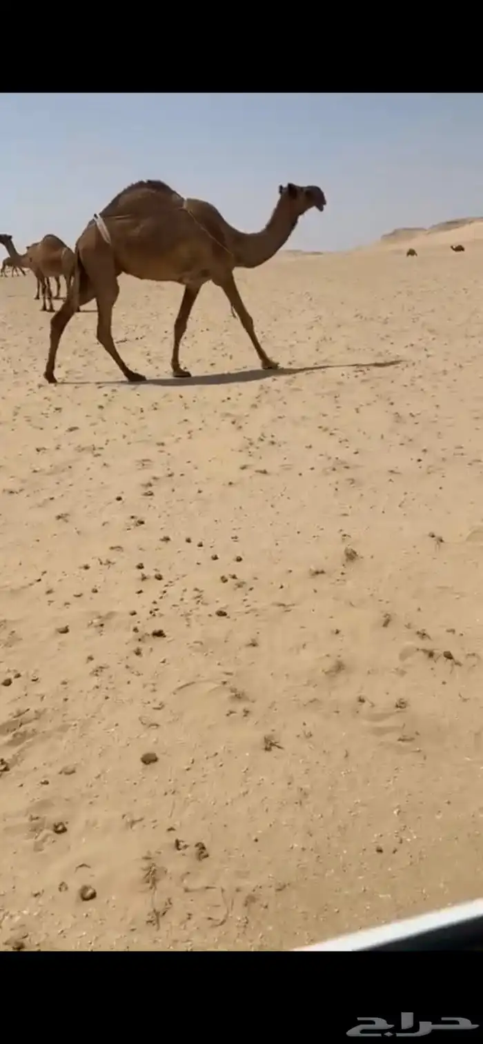 عشرى شعلا طيبه 2