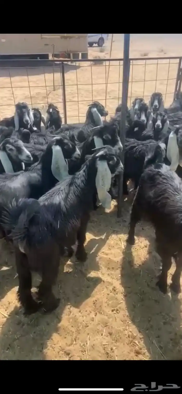 البيع جفار 0