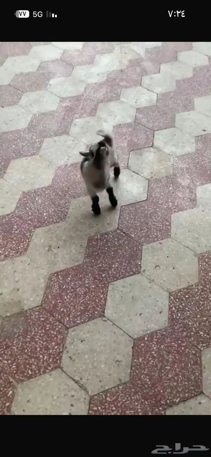 ماعز القزم 1