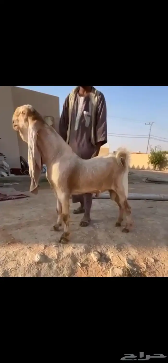 للبيع تيس هولندي جذع. تم البيع 0