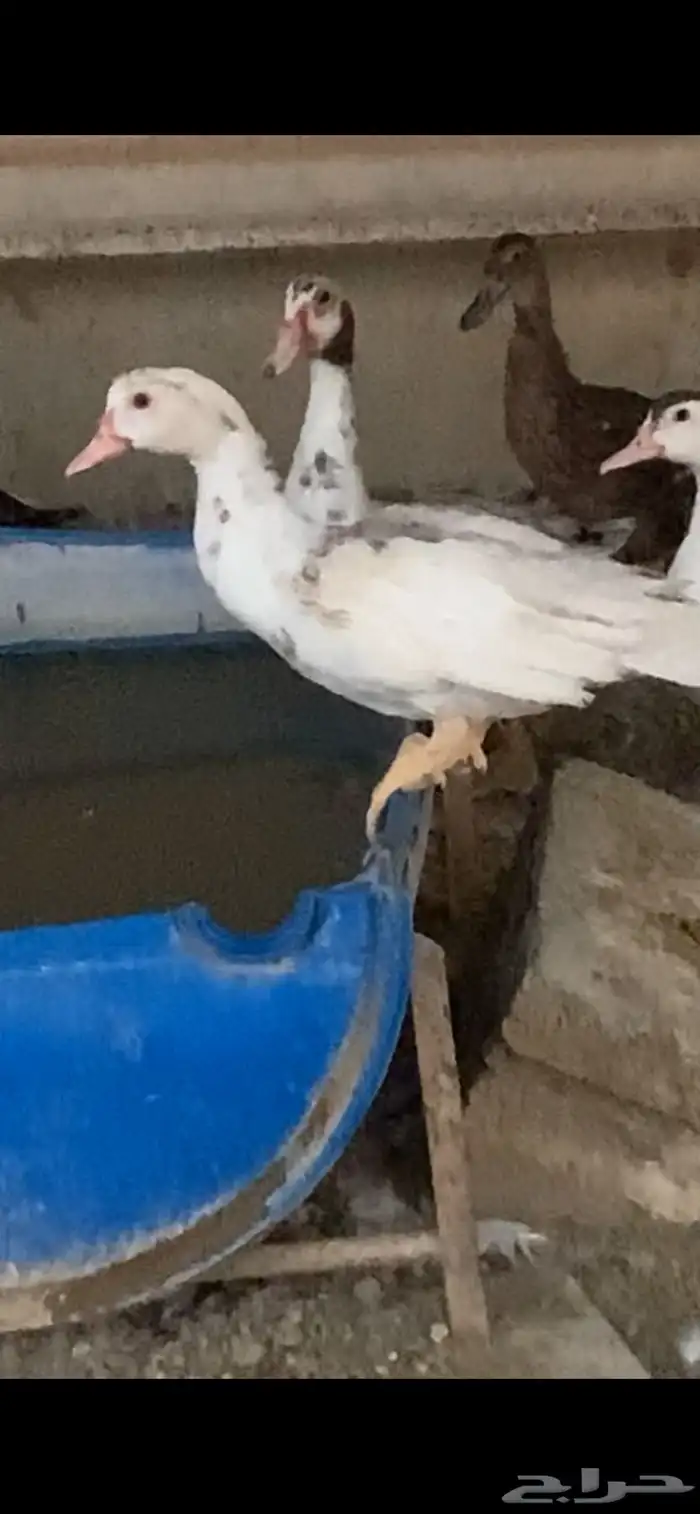 للبيع بط البري الخضيري مصري فاخر 2