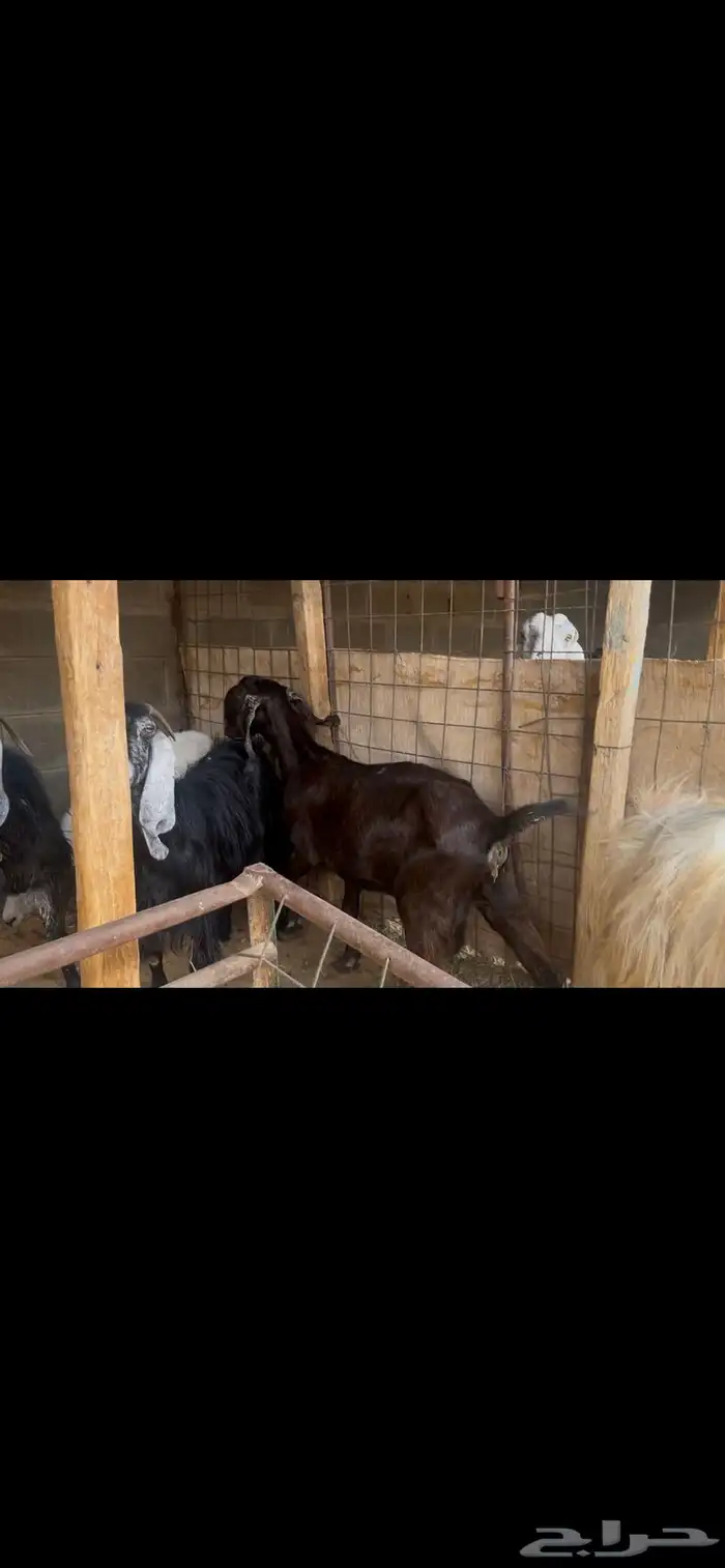 عنز شاميه للبيع..تم البيع 0