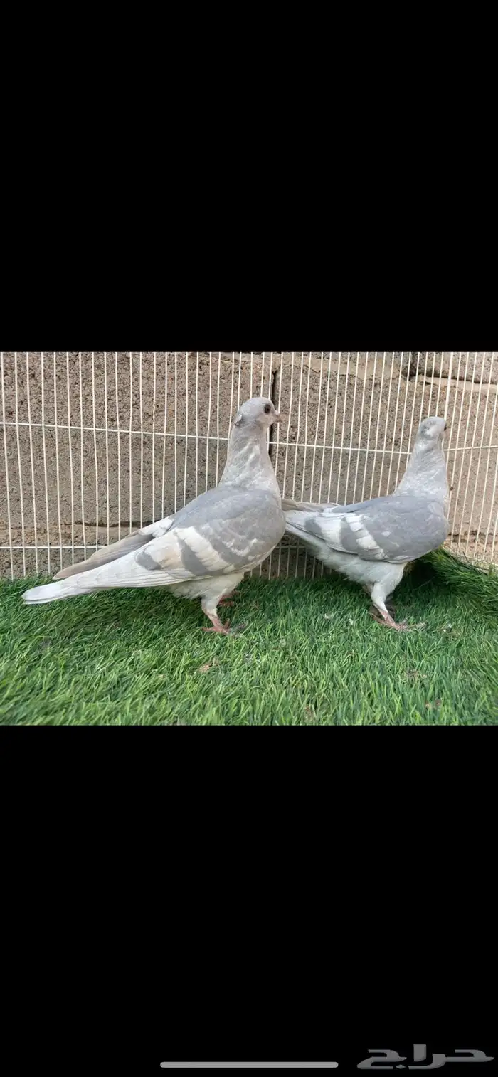 زاجل لافندر 0