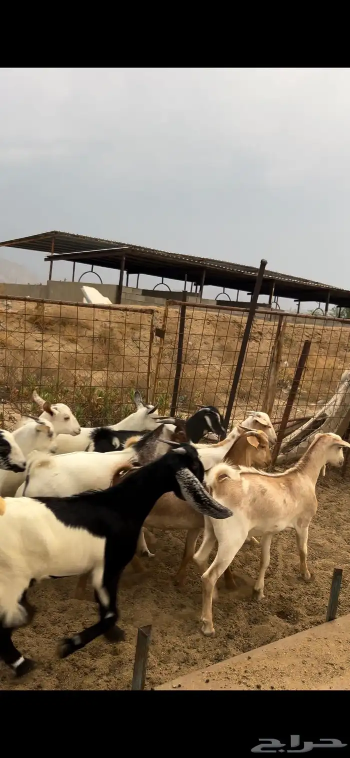 تيوس بيشيات وجفار العدد 11 0