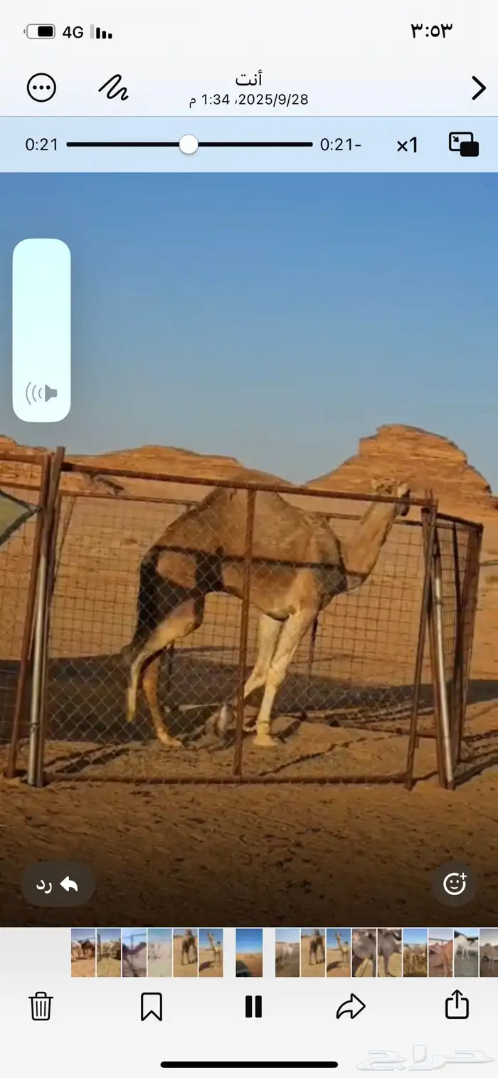 البيع جمل احمرشمالي طيل 1