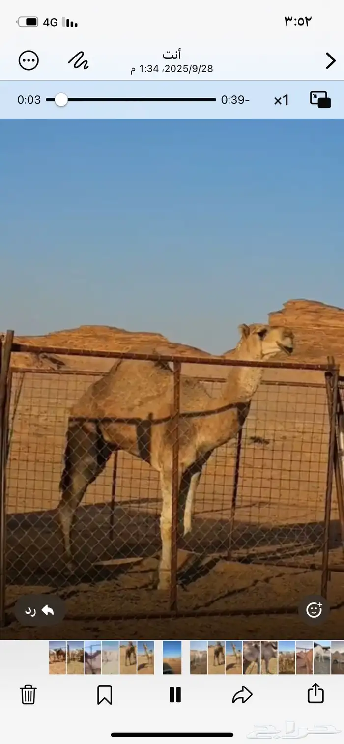 البيع جمل احمرشمالي طيل 2