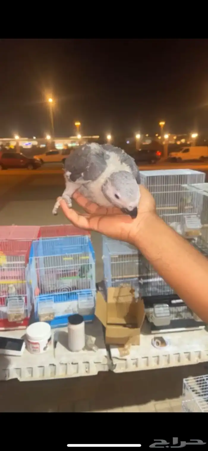 فروخ كاسكو سوبر محلي 4