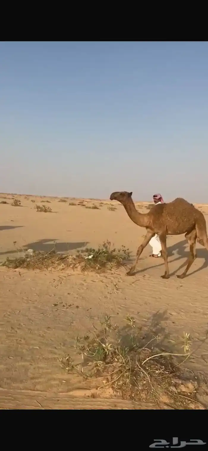 للبيع مفروده 0