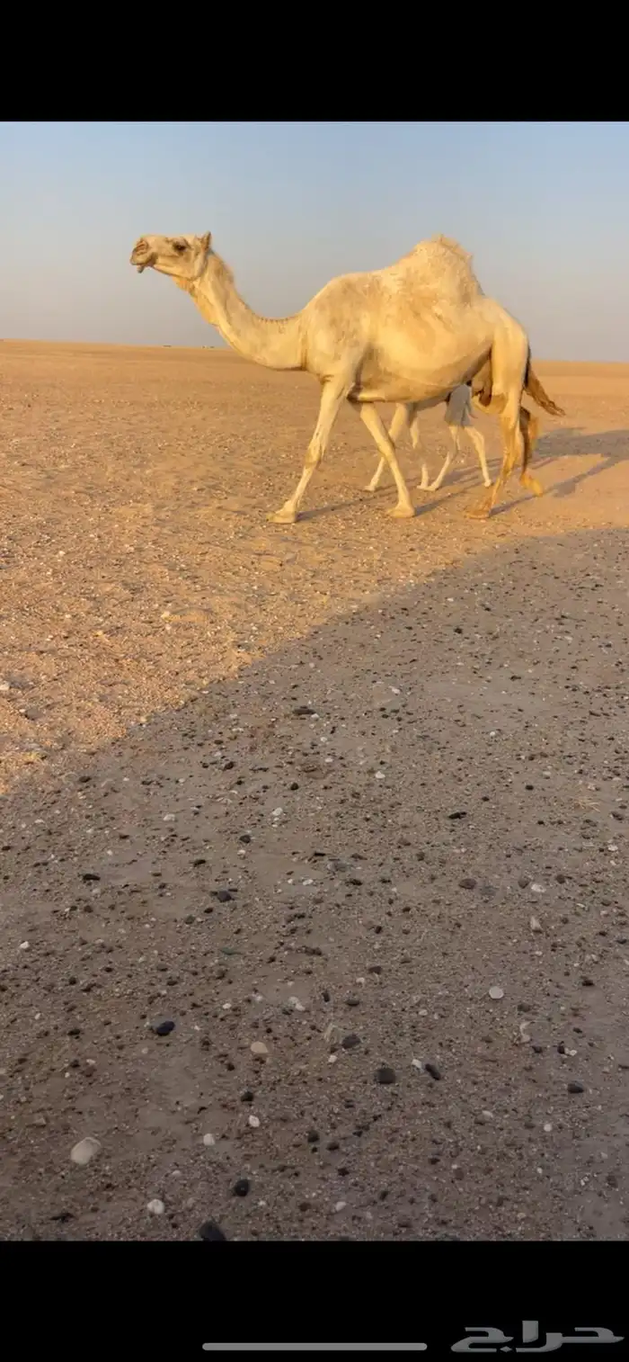 خلفه وضحاء 3