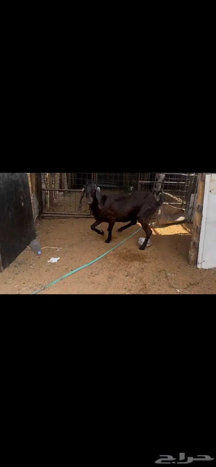 عنز شاميه للبيع..تم البيع 3