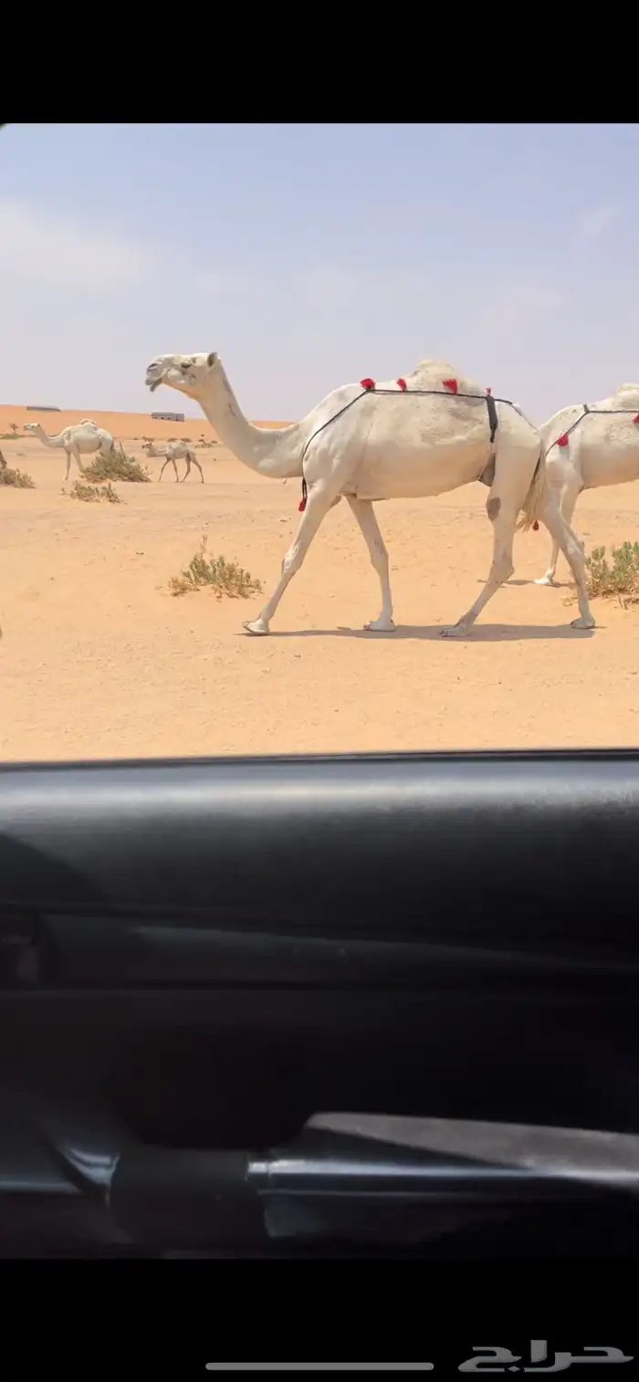 ضروبه على جميع الشروط على اول شقق 0
