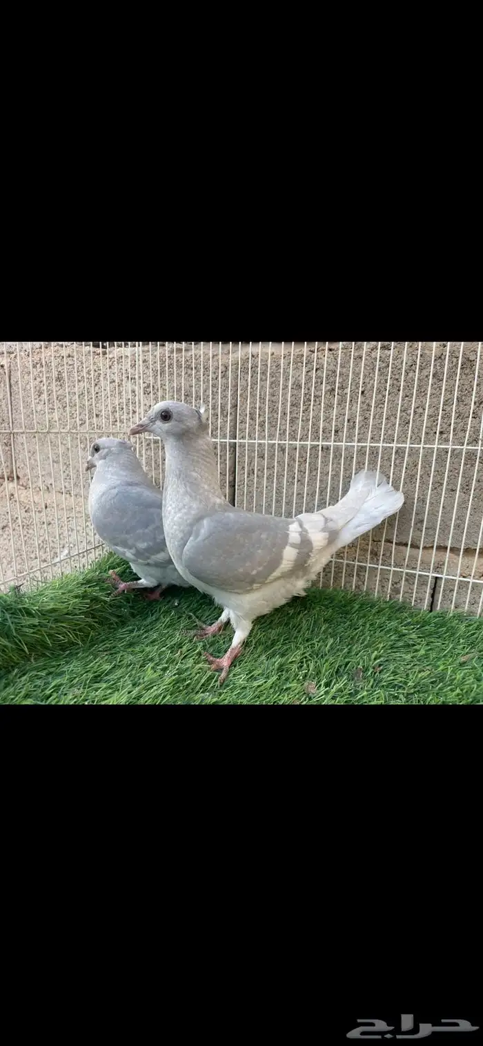 زاجل لافندر 3