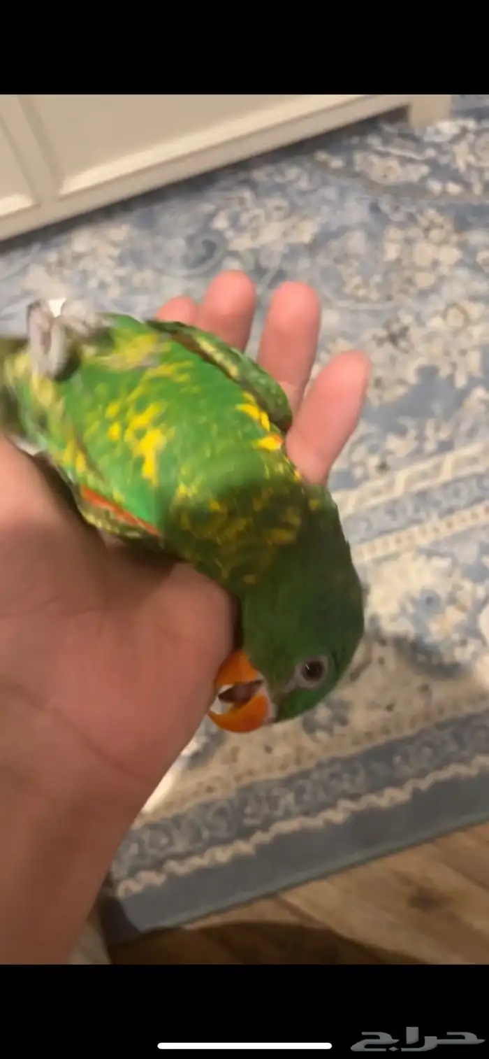 ببغاء لوري اليف جدا وماعنده عض ويحب اللعب 3