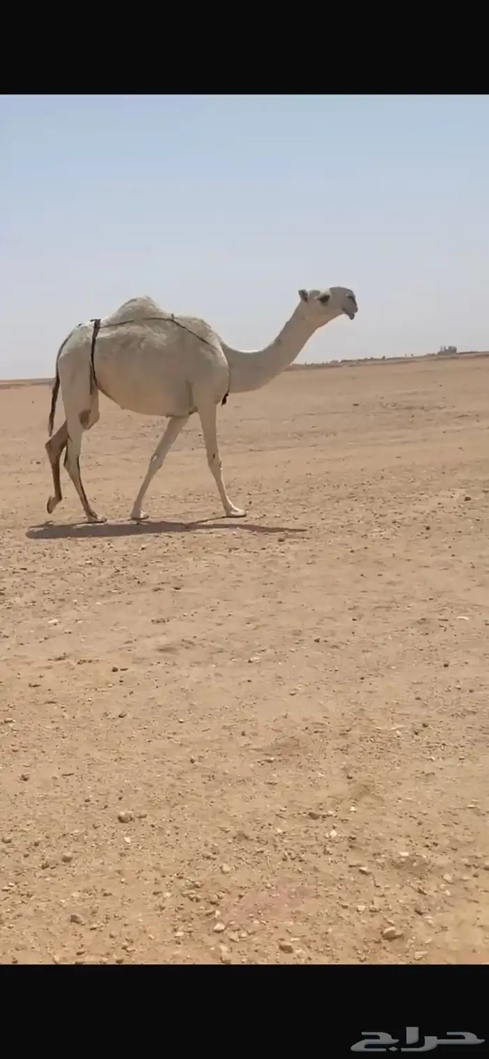 للبيع بكر رمانيه 0