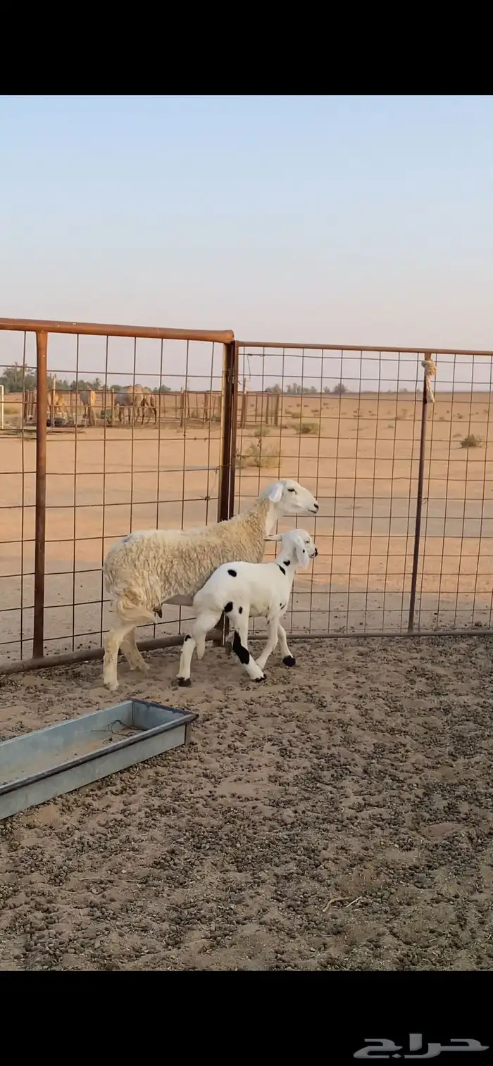 حرية رباعية معها رخل 0