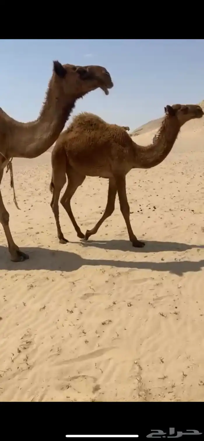 عشرى شعلا طيبه 3