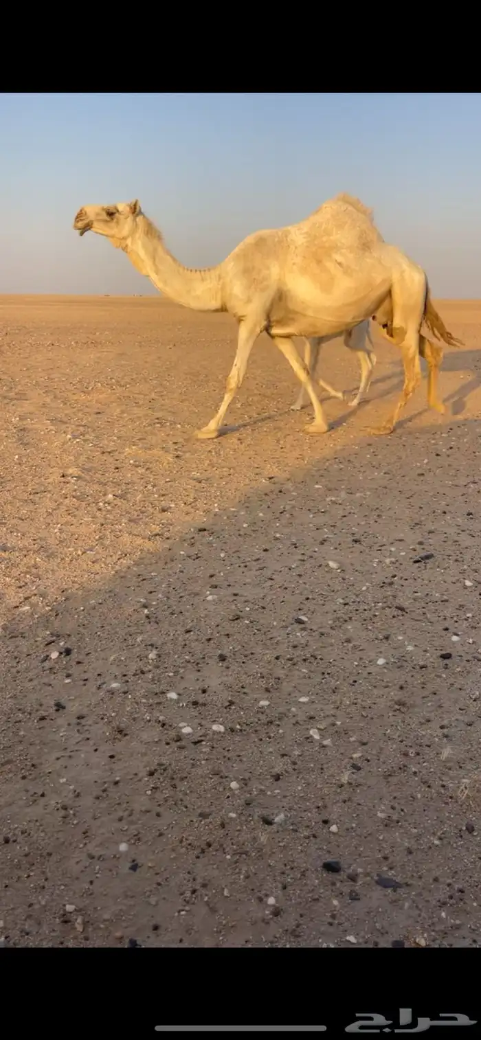خلفه وضحاء 1