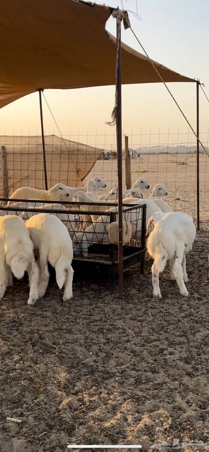 طليان تربيه ا 0