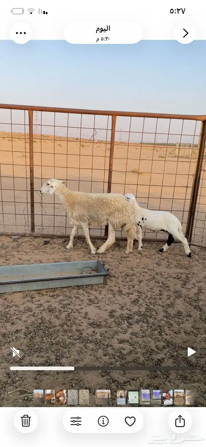 حرية رباعية معها رخل 1