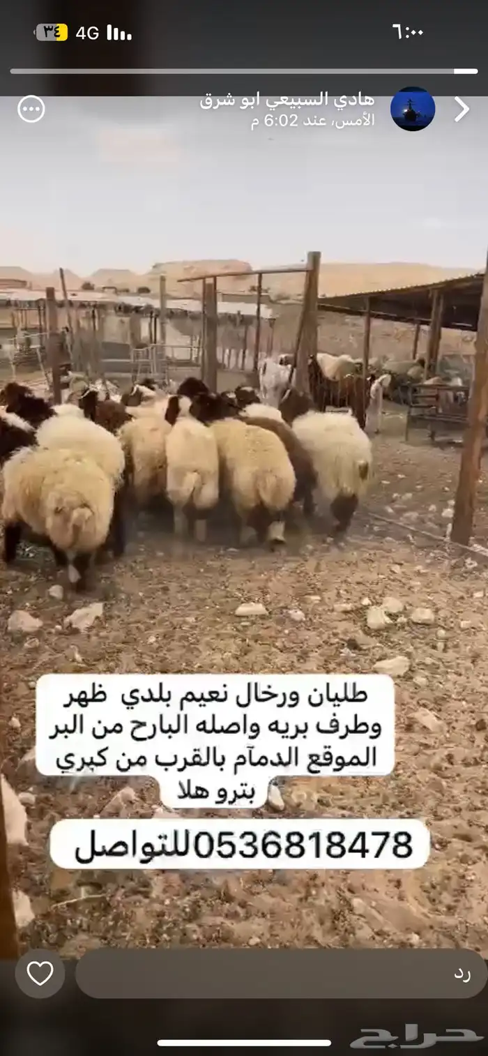 طليان حرية ونعيم 2