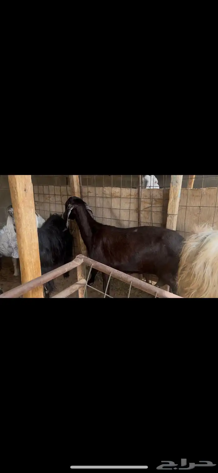 عنز شاميه للبيع..تم البيع 2