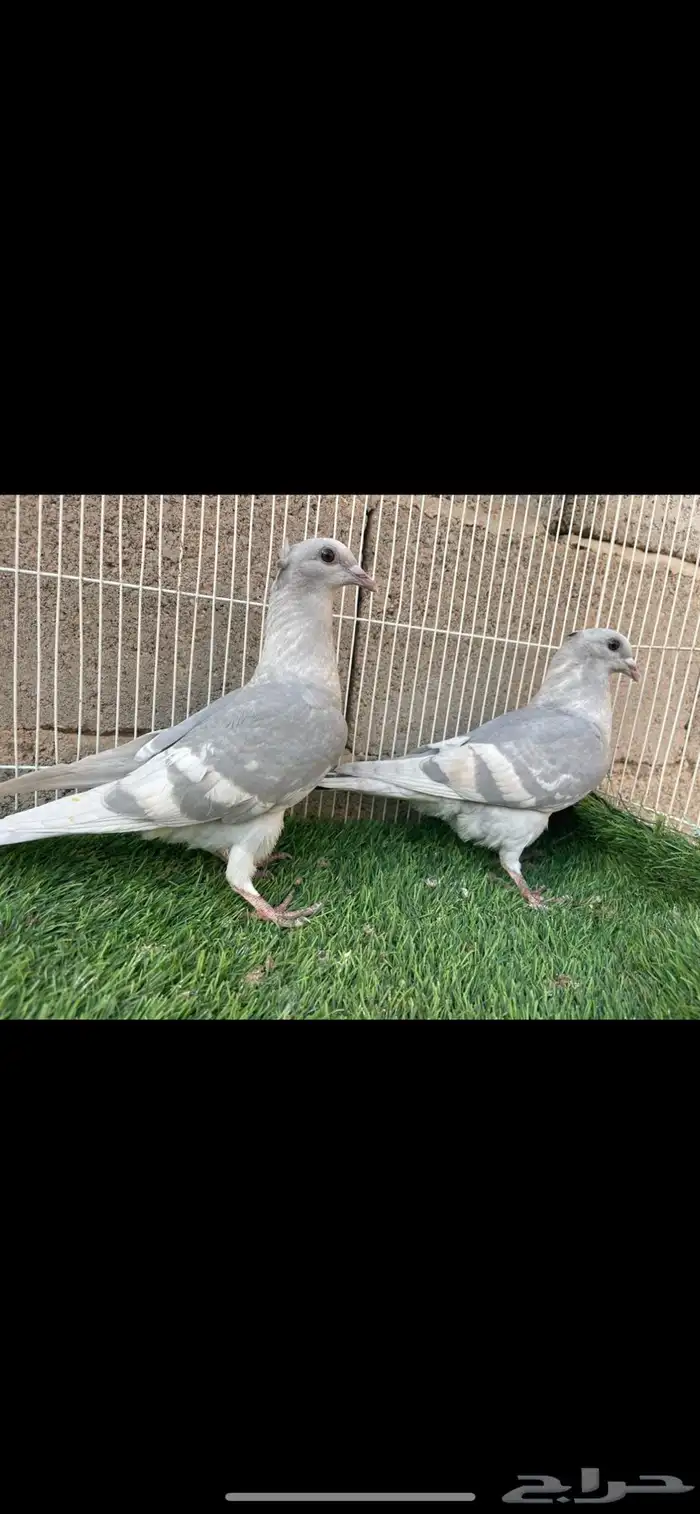 زاجل لافندر 1