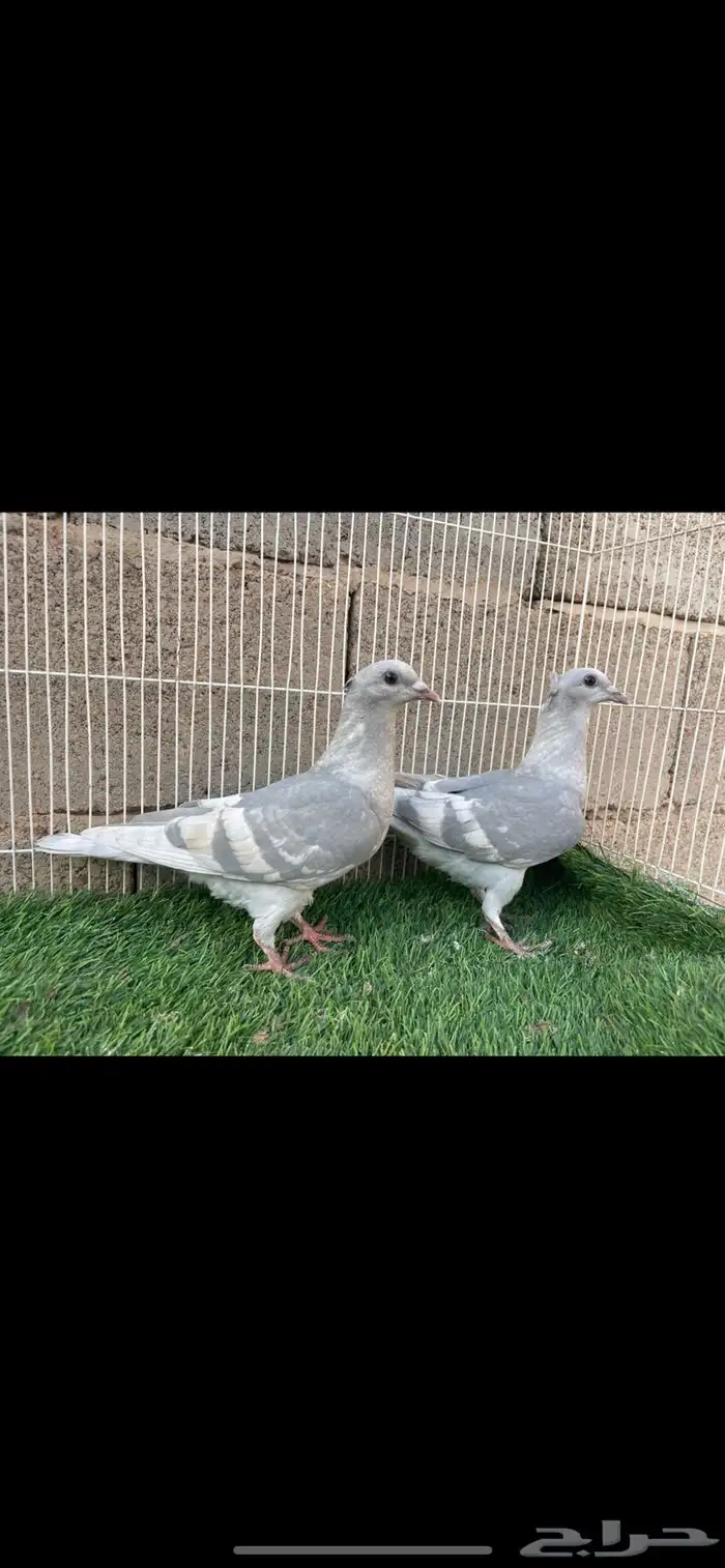 زاجل لافندر 2