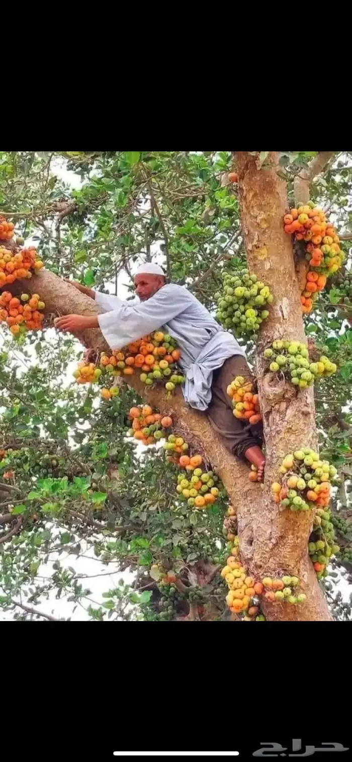 شجرة الجميز شتلات مشاتل 2