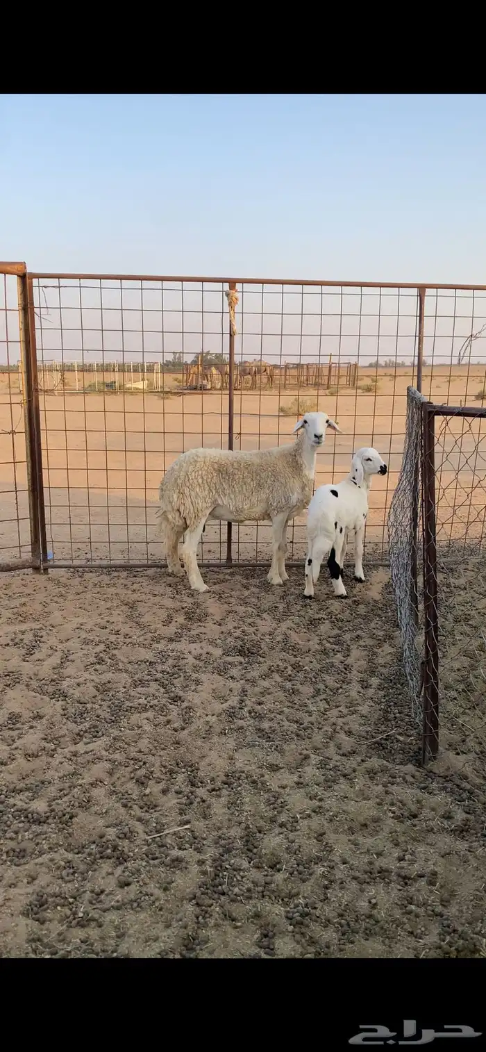 حرية رباعية معها رخل 2