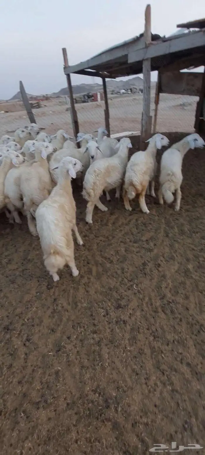 طليان مناسبات.تيوس ثلاجة منادي 2