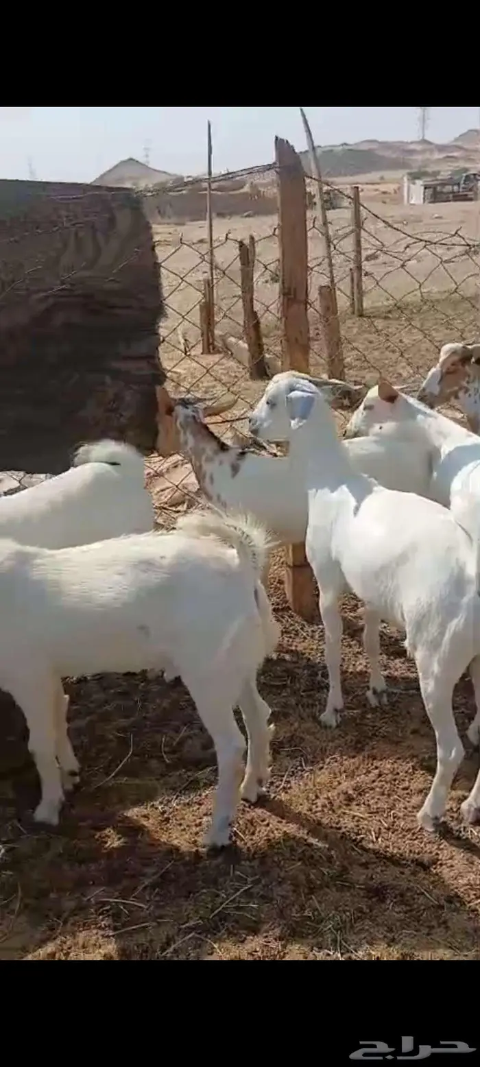 طليان مناسبات.تيوس ثلاجة منادي 0